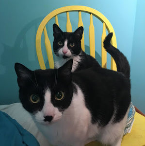 Meet your Posher, Maxime-antoine